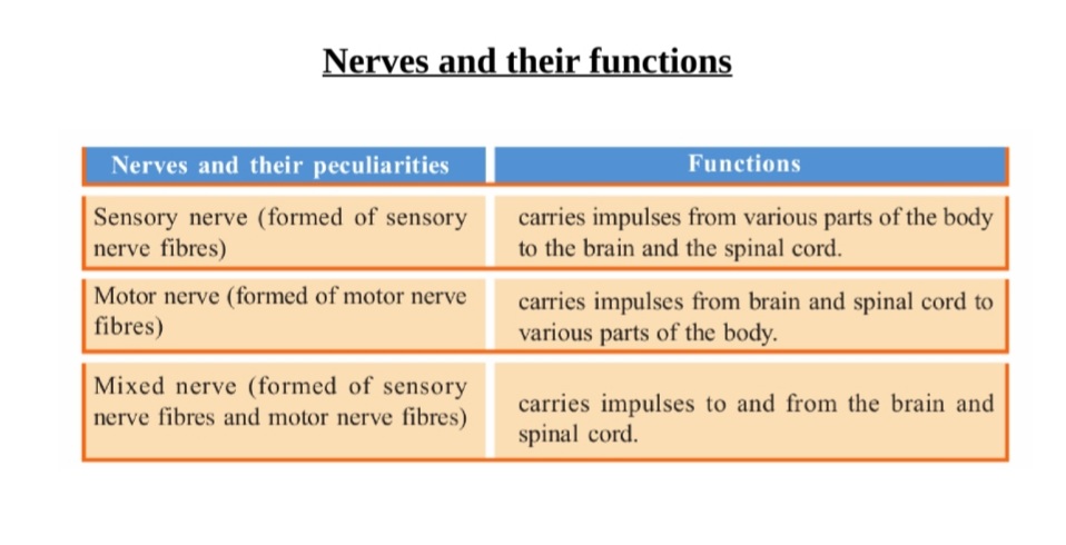 different types of nerves and functions