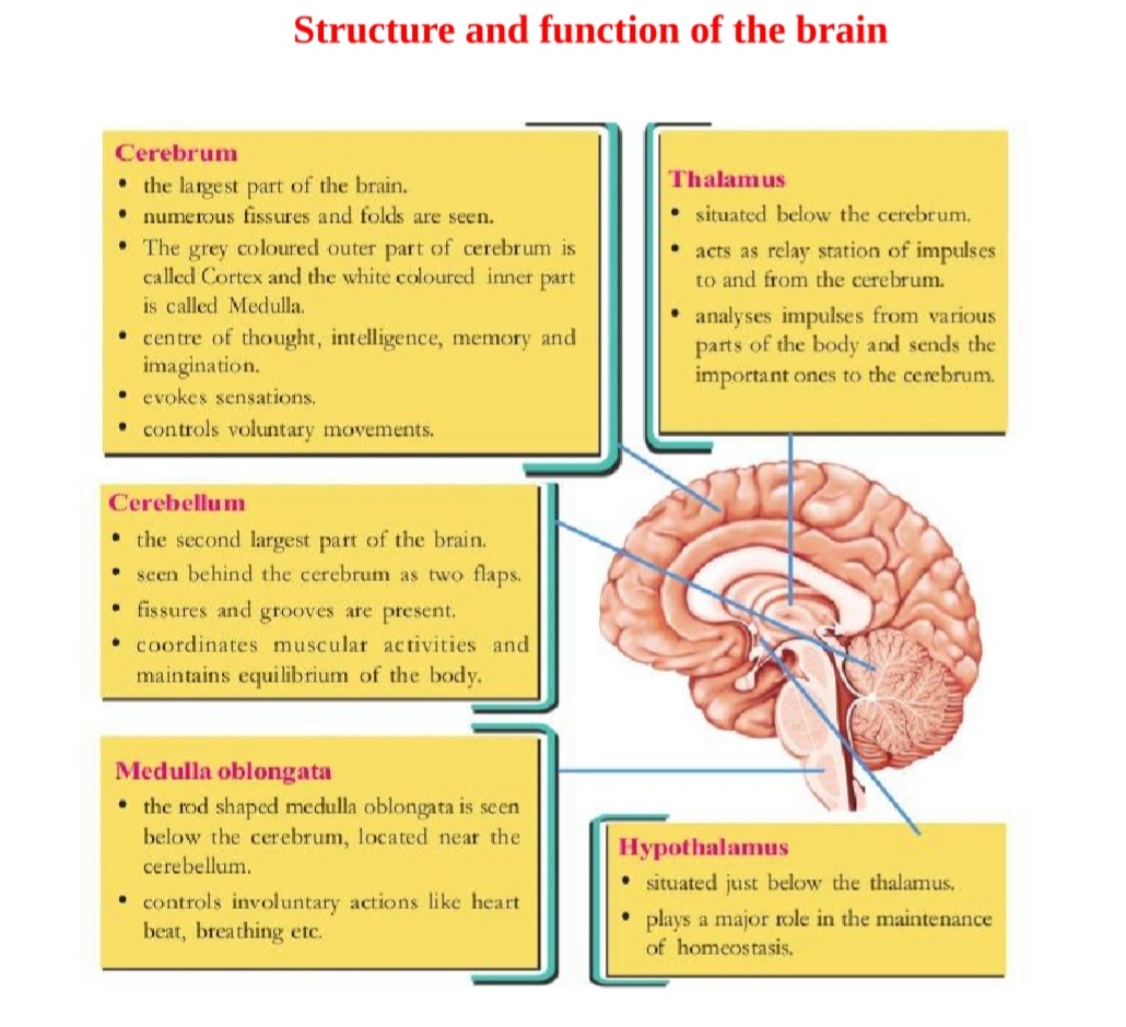 structure and function of brain
